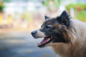 How Common Are Dog Bites in New Port Richey?