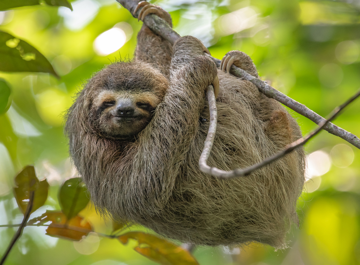 Is it Legal to Own a Pet Sloth in Florida?