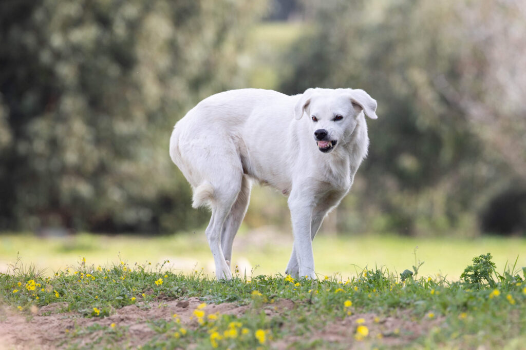 Aggressive dog showing teeth in a grassy area, illustrating a situation handled by a Clearwater dog bite lawyer