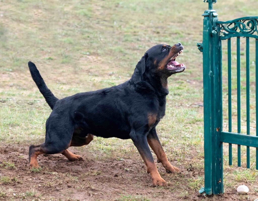 Rottweiler barking and lunging near a gate, representing a dangerous dog encounter relevant to a Clearwater dog bite lawyer