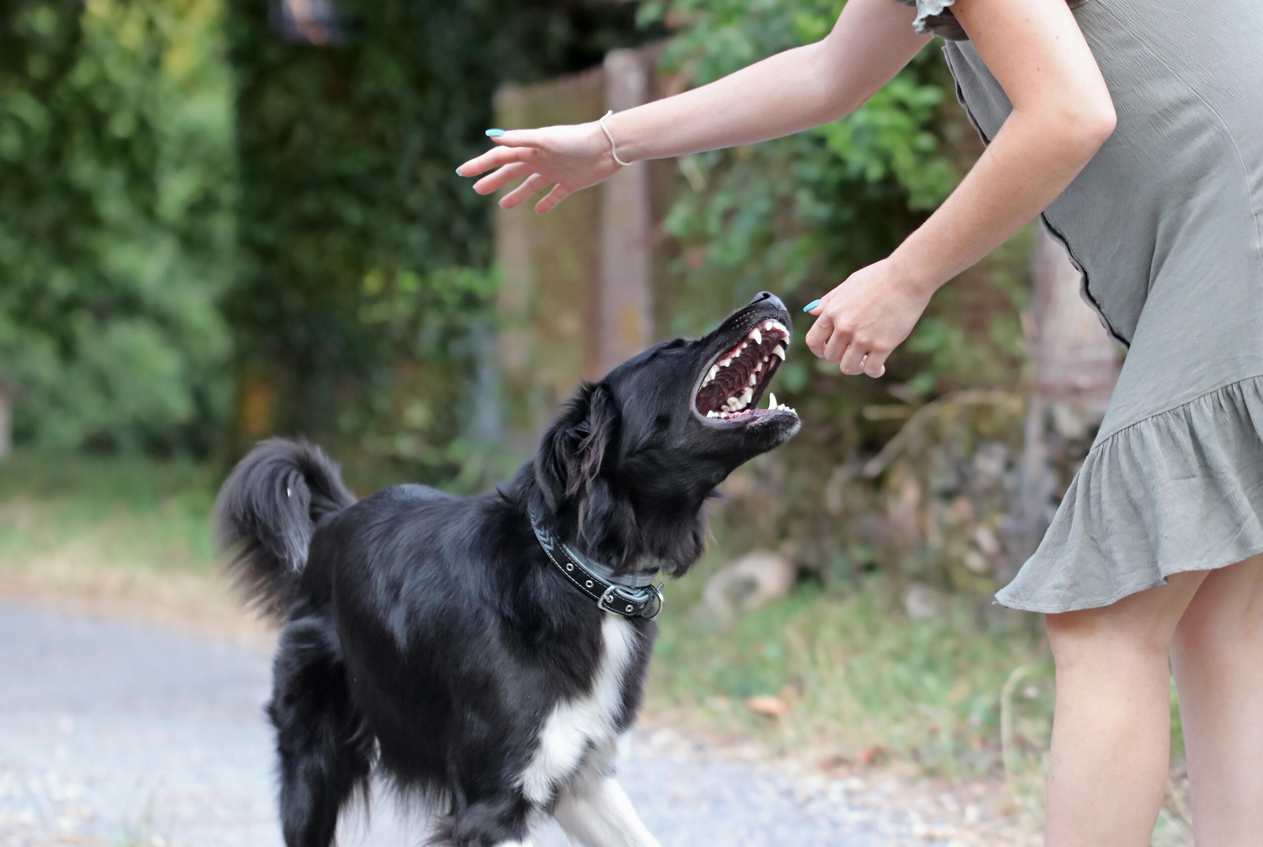 Florida dog attack example aggressive dog causing injuries leading to compensation for scarring infection and PTSD