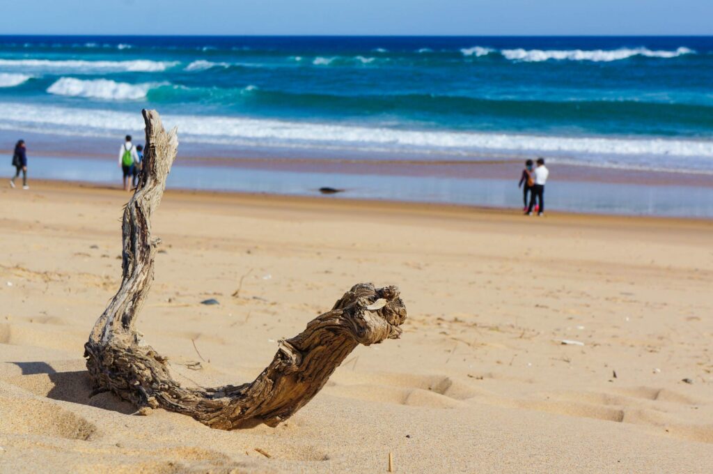 Driftwood along a sandy shore creates trip hazards associated with St. Petersburg Beachside Slip and Fall Risks in Older Adults.