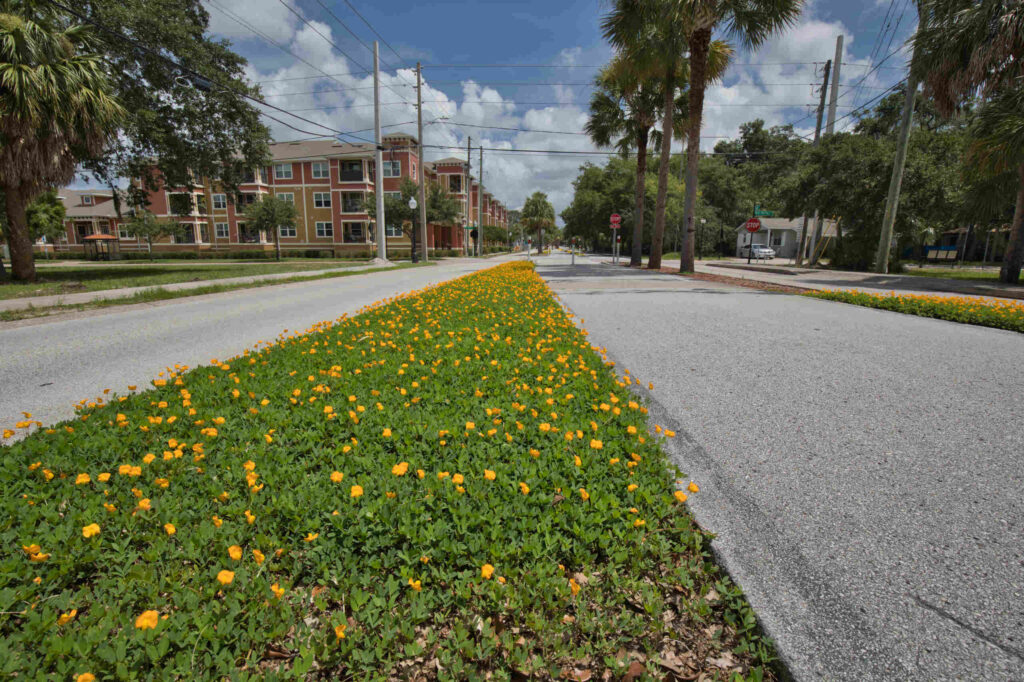 A paved trail intersection with yellow flowers leading toward road crossings on the Pinellas Trail where traffic meets.